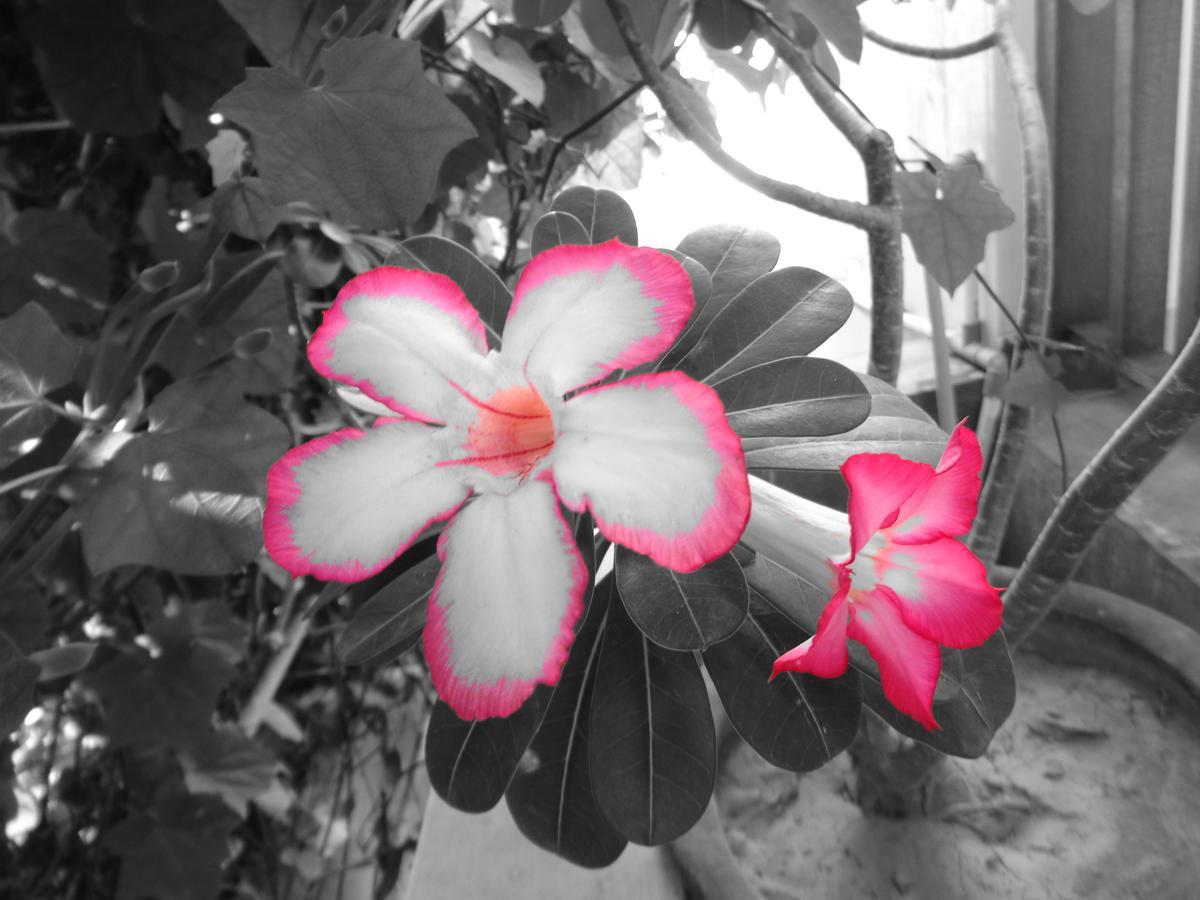 Couette-café Yulia 1 Sanur